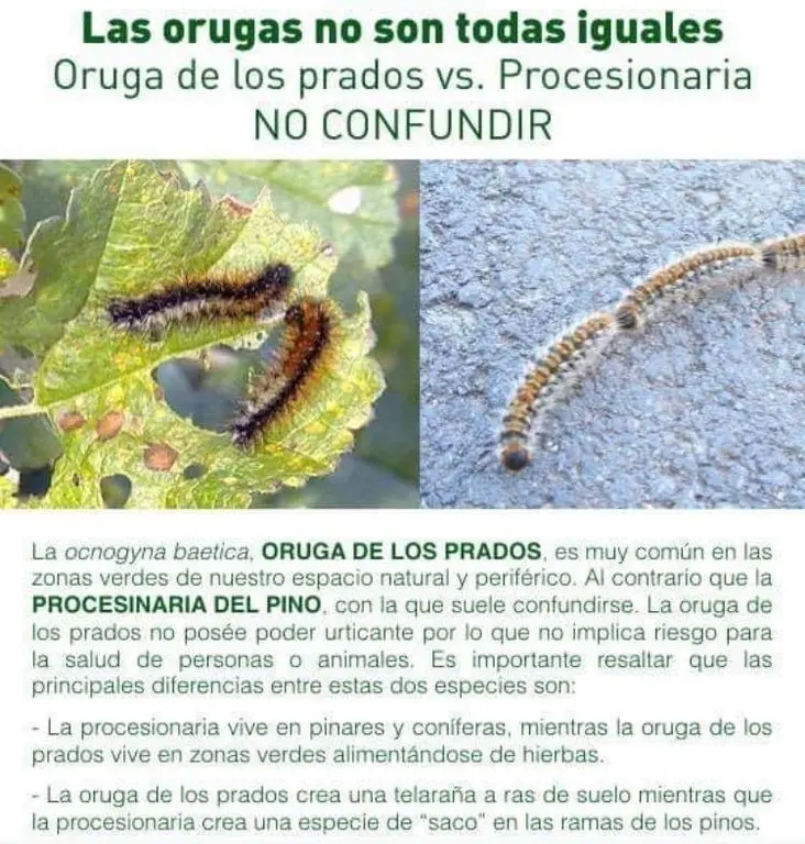 orugas del prado - Cómo acabar con la plaga de orugas