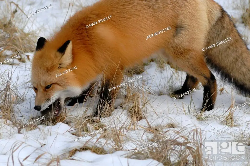 meteoro de prado - Cómo caza el zorro rojo