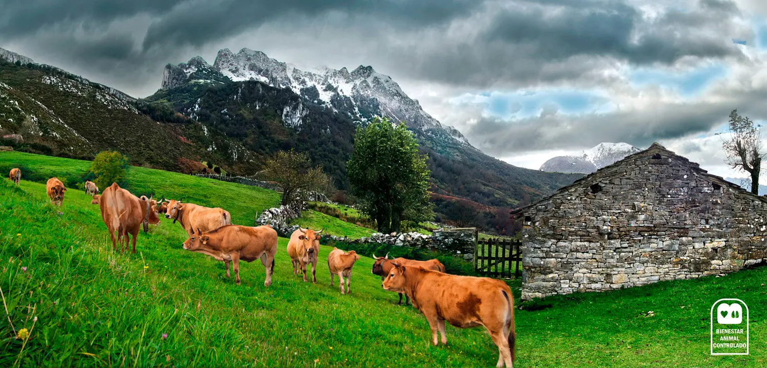 prado asturiano - Cómo se dice Asturias en asturiano