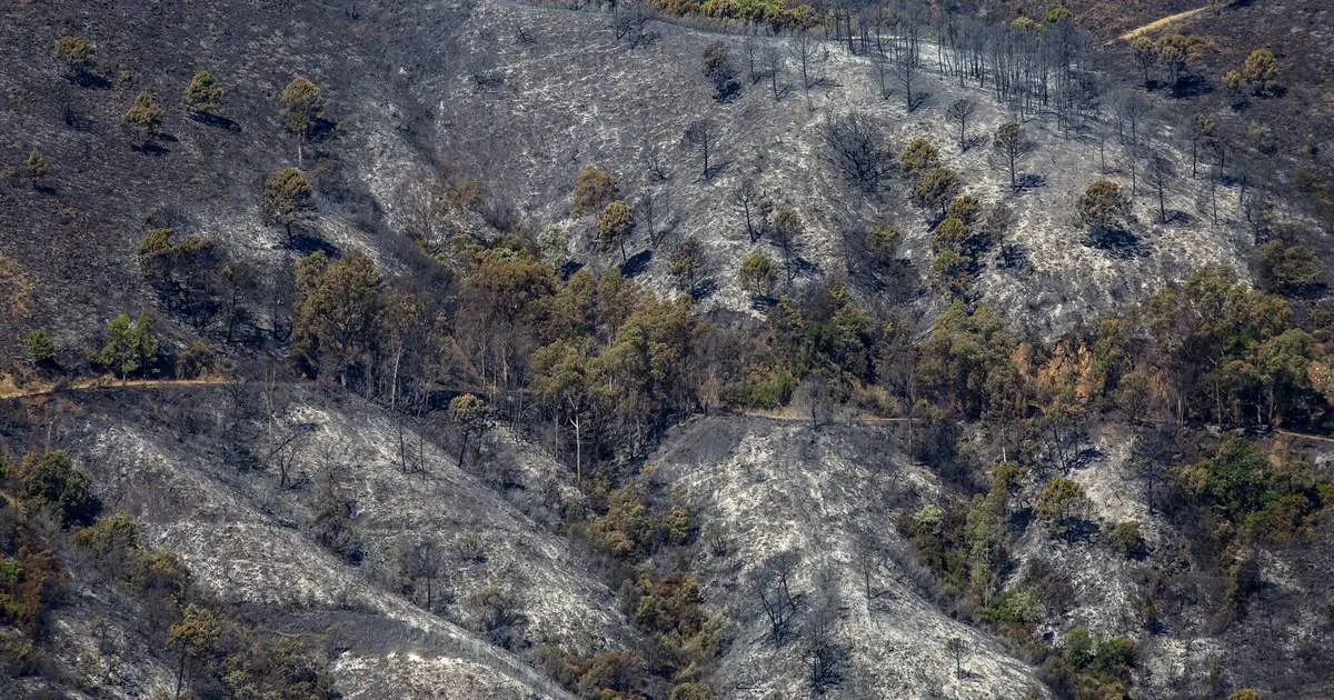 incendio prado negro - Cuántas hectareas se han quemado en el incendio de Málaga