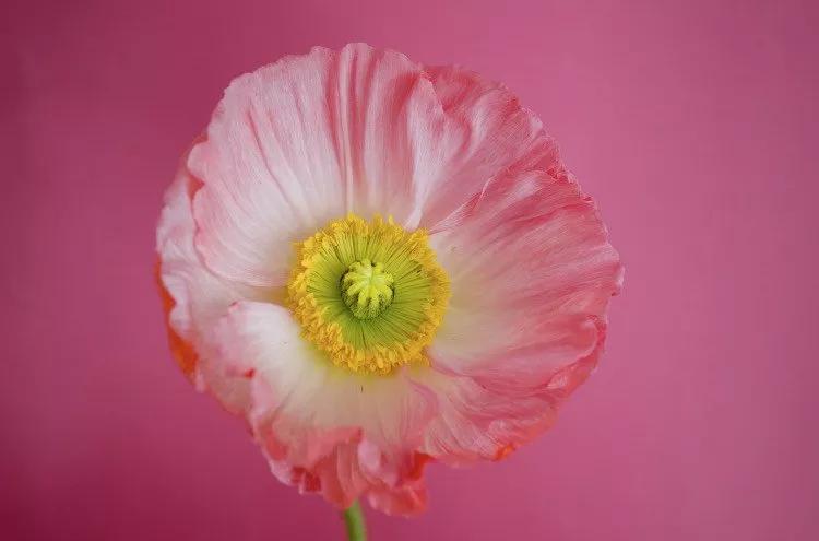 prado de amapolas - Qué significado tiene la flor de amapola